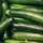 les-legumes-courgettes-francaise-nouvelle-le-sachet-de-1kg-france-ab