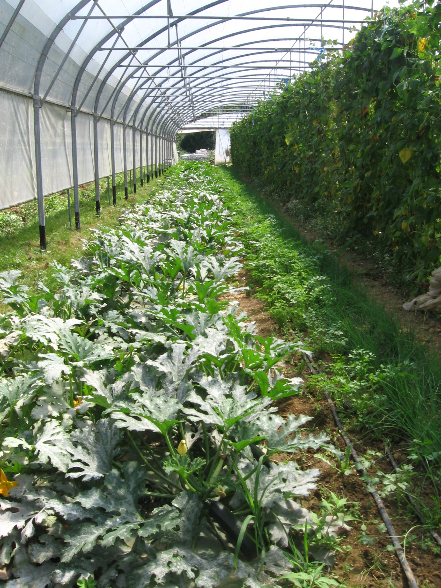 les courgettes sous tunnel