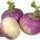 les-legumes-navet-violet-au-kg-france-ab