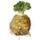 les-legumes-celeri-rave-la-piece-entre-800-et-1kg-france-ab
