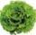 les-legumes-salade-batavia-blonde-de-notre-ferme-ou-de-france-selon-les-recoltes-la-piece-jura-france-ab-categorie-2.