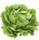 les-legumes-salade-laitue-de-notre-ferme-la-piece-jura-france-ab-categorie-2.