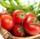 les-legumes-colis-de-5-kg-de-tomates-rondes-pour-coulis-de-notre-ferme-tout-calibre-confondu-soit-3-00-le-kg-jura-france-ab