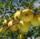 les-fruits-pomme-jaune-golden-delicious-ou-opal-le-sachet-de-1-kg-france-ab-categorie-2.