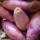 les-legumes-oignon-de-simiane-au-kg-france-ab