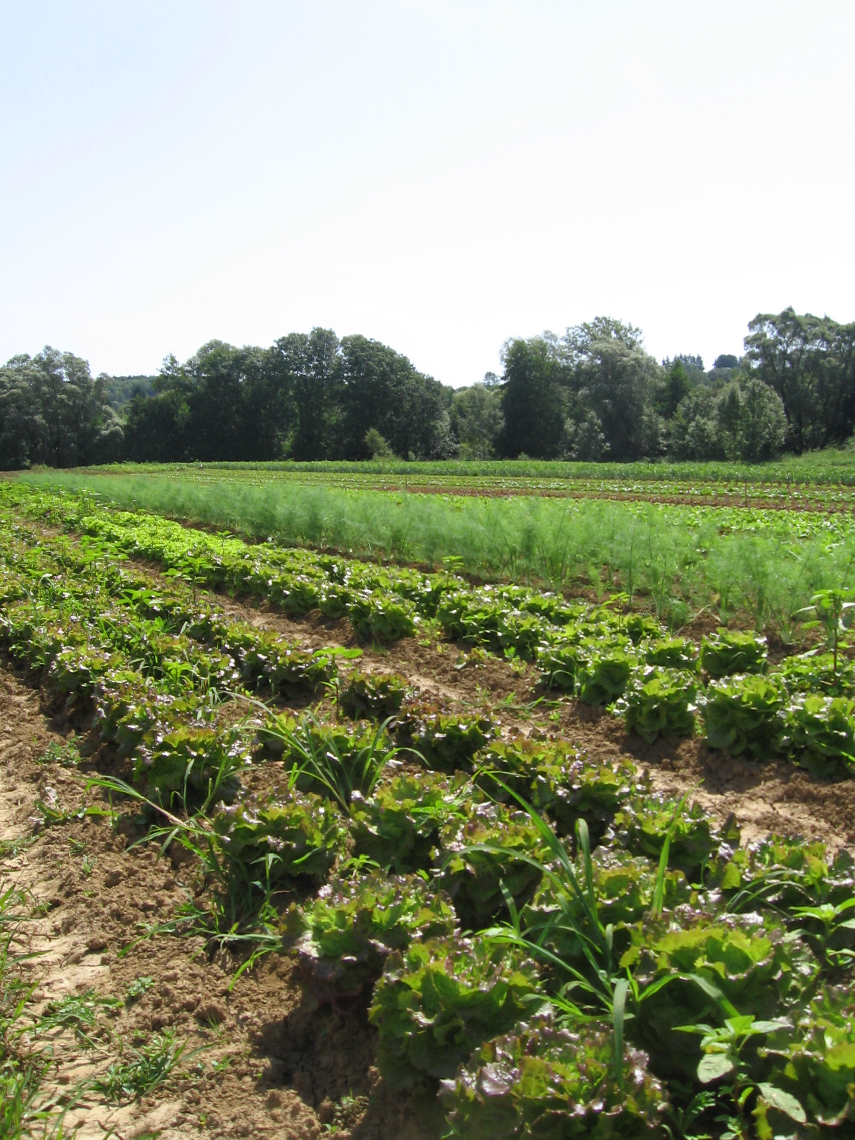 salades et fenouils